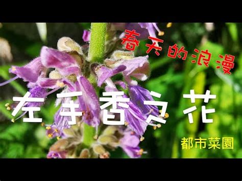 左手香風水|左手香開花風水：點解會改變運勢？